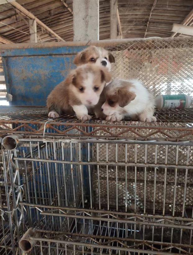 双血统柯基幼犬公母都有